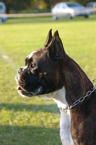 www.boxer-show.eu